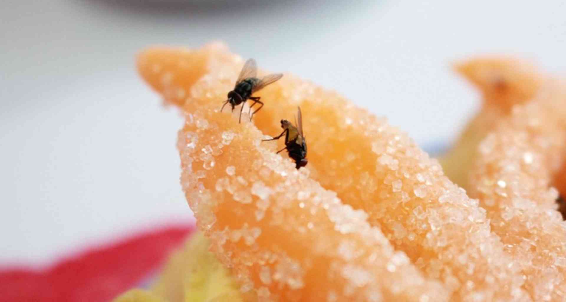 Xô moscas! Aprenda a espantar esse inseto da sua cozinha